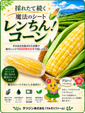 レンちん！コーン「甘々娘or甘太郎」4~6本入り　お中元用　小箱