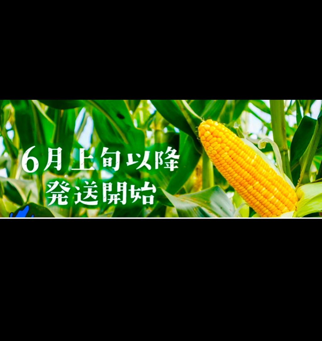 予約注文【収穫できしだい発送開始】甘々娘or甘太郎　静岡県産とうもろこし　贈答用4〜6本入り　お試しセット　鮮度保持フィルム個包装（電子レンジでチン！）