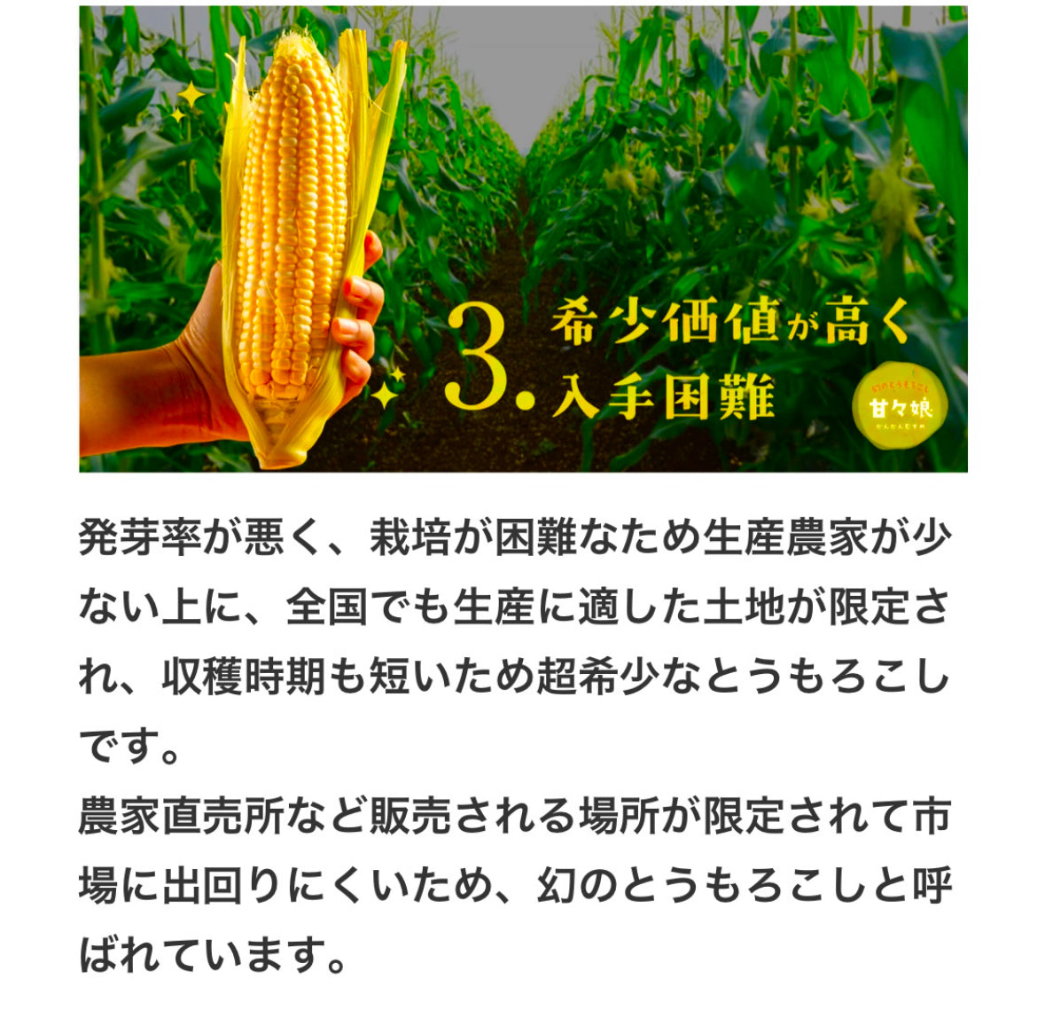 予約注文【収穫できしだい発送開始】甘々娘or甘太郎　静岡県産とうもろこし　贈答用8〜12本入り　お試しセット　鮮度保持フィルム個包装（電子レンジでチン！）