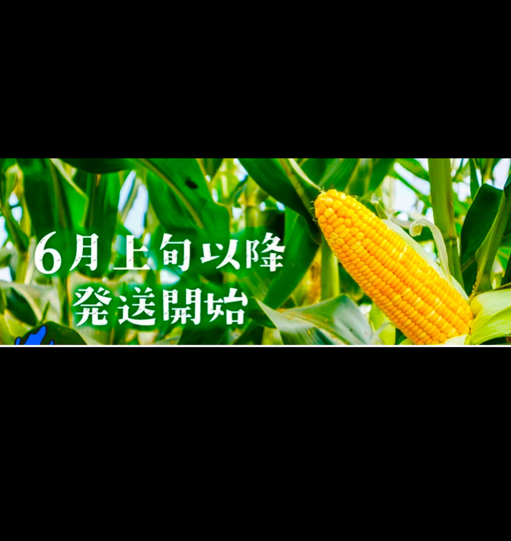 予約注文【収穫できしだい発送開始】甘々娘or甘太郎　静岡県産とうもろこし　贈答用8〜12本入り　お試しセット　鮮度保持フィルム個包装（電子レンジでチン！）