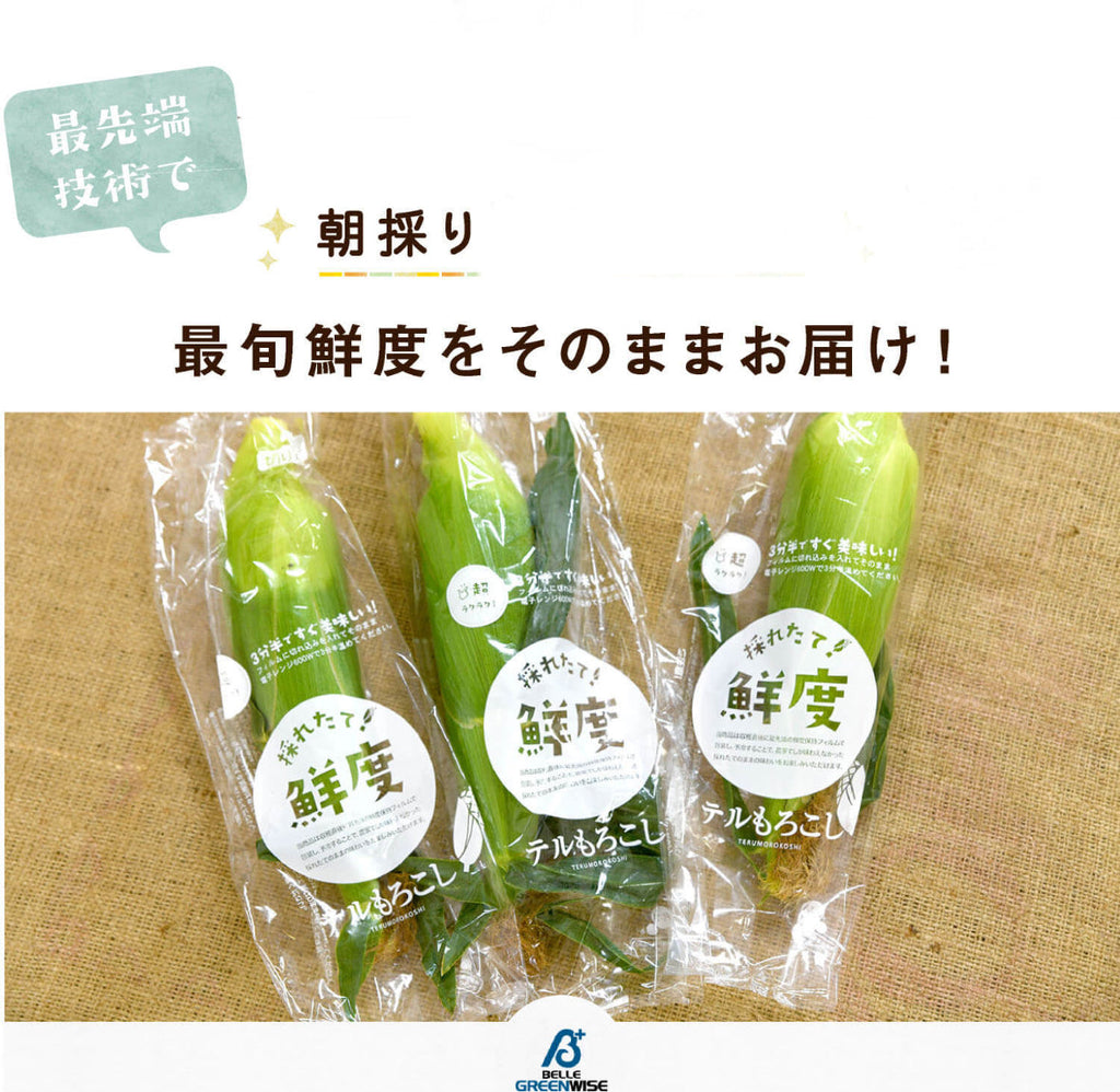 予約注文【収穫できしだい発送開始】甘々娘or甘太郎　静岡県産とうもろこし　贈答用8〜12本入り　お試しセット　鮮度保持フィルム個包装（電子レンジでチン！）