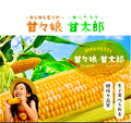 予約注文【収穫できしだい発送開始】甘々娘or甘太郎　静岡県産とうもろこし　贈答用4〜6本入り　お試しセット　鮮度保持フィルム個包装（電子レンジでチン！）