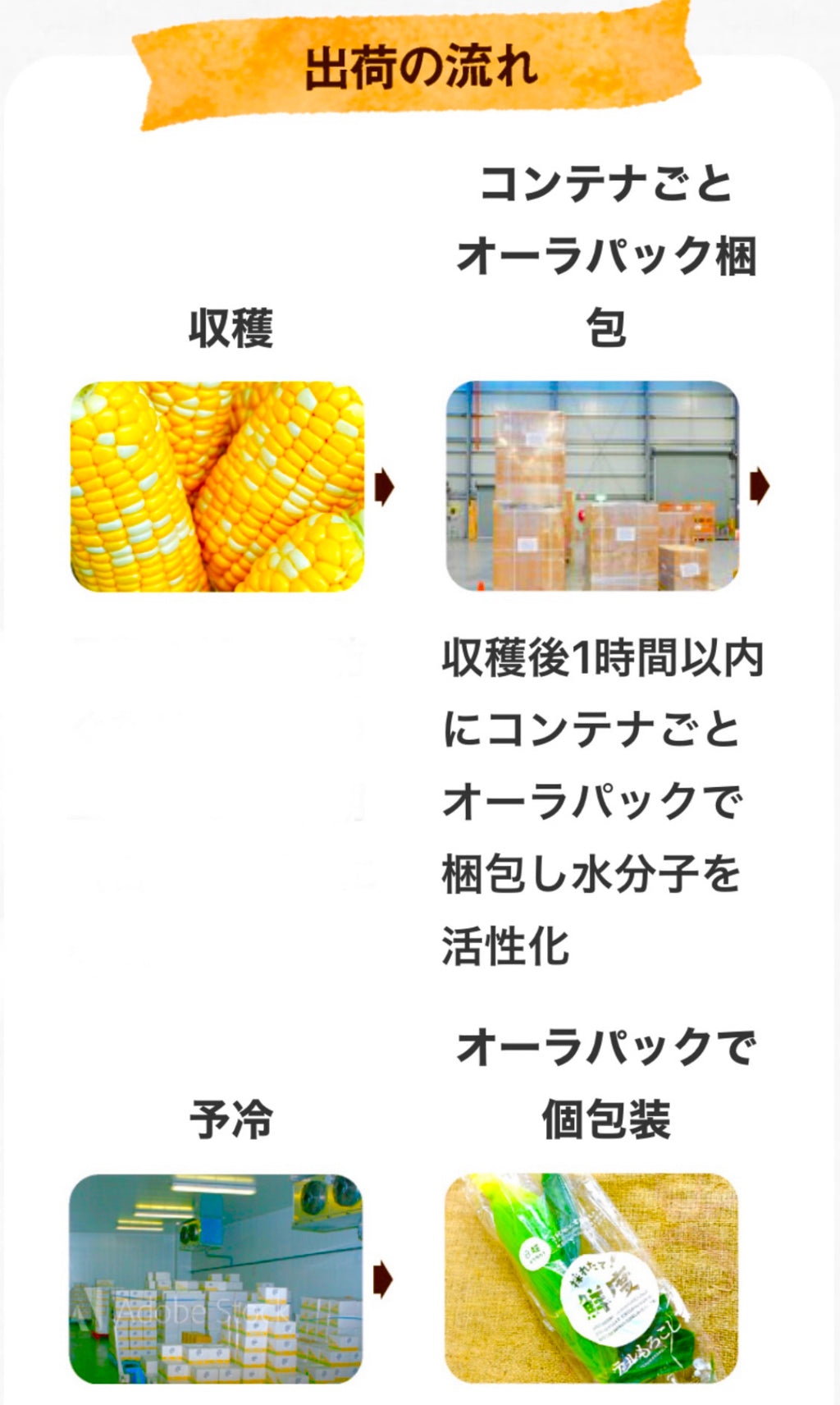 予約注文【収穫できしだい発送開始】甘々娘or甘太郎　静岡県産とうもろこし　贈答用4〜6本入り　お試しセット　鮮度保持フィルム個包装（電子レンジでチン！）