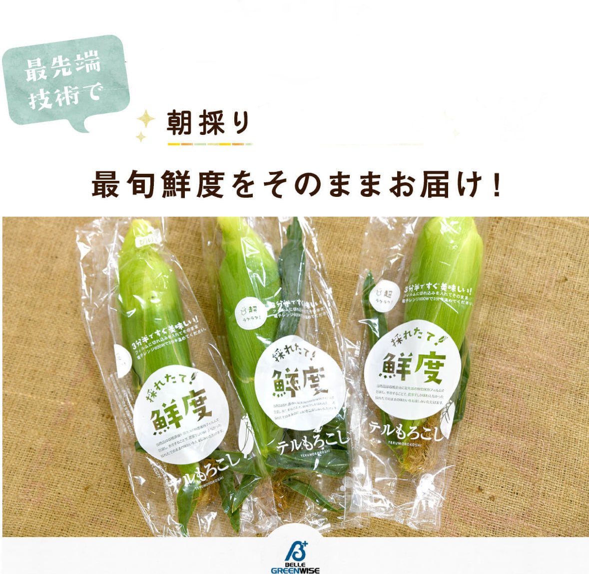 予約注文【収穫できしだい発送開始】甘々娘or甘太郎　静岡県産とうもろこし　贈答用4〜6本入り　お試しセット　鮮度保持フィルム個包装（電子レンジでチン！）
